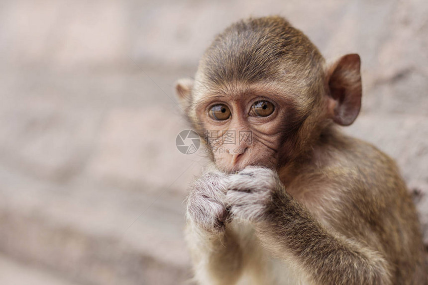 猴子用眼睛吃东西图片