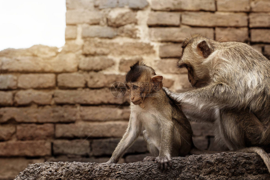 猴子正在清洁小猴子图片