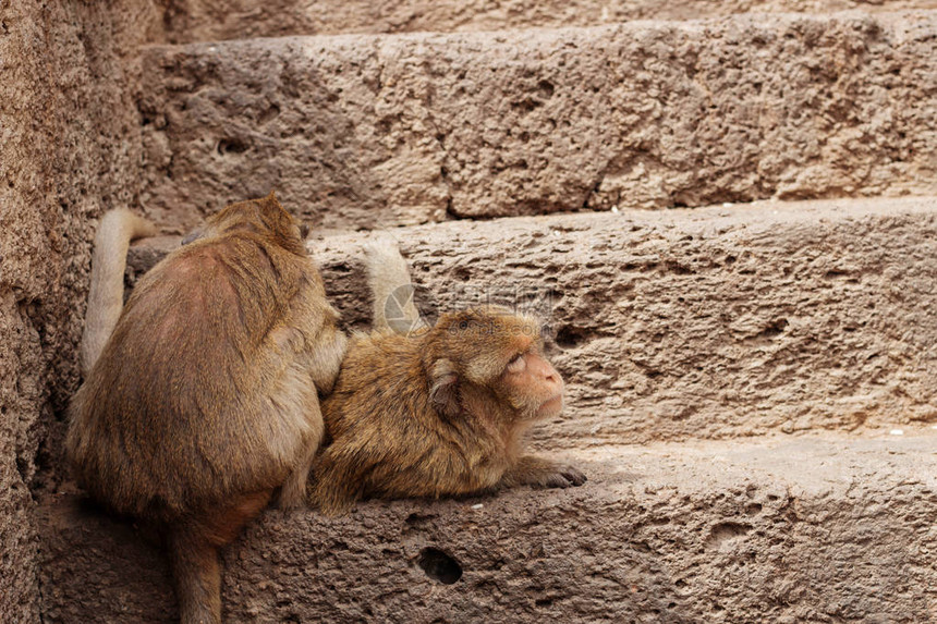 猴子在砖地上玩耍图片