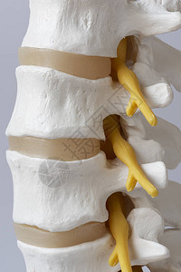 白色背景上的人类腰脊椎模图片