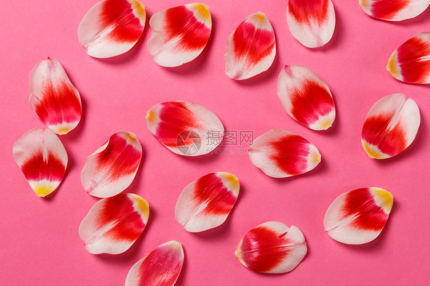 用郁金香花瓣模拟女时尚为您的设计婚礼博客卡片复制空间顶视图平躺的红色花瓣图片