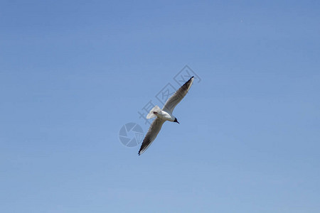海鸥在湛蓝的天空中飞翔图片