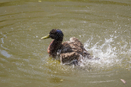 漂浮在水中的公野鸭图片