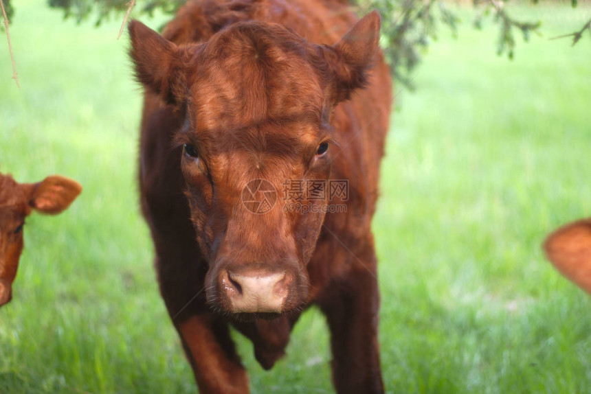棕色奶牛农业奶牛场肖像图片
