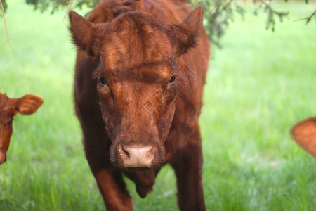 棕色奶牛农业奶牛场肖像图片