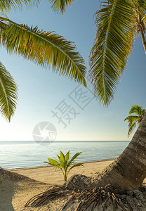 年轻的棕榈树在热带海滩图片