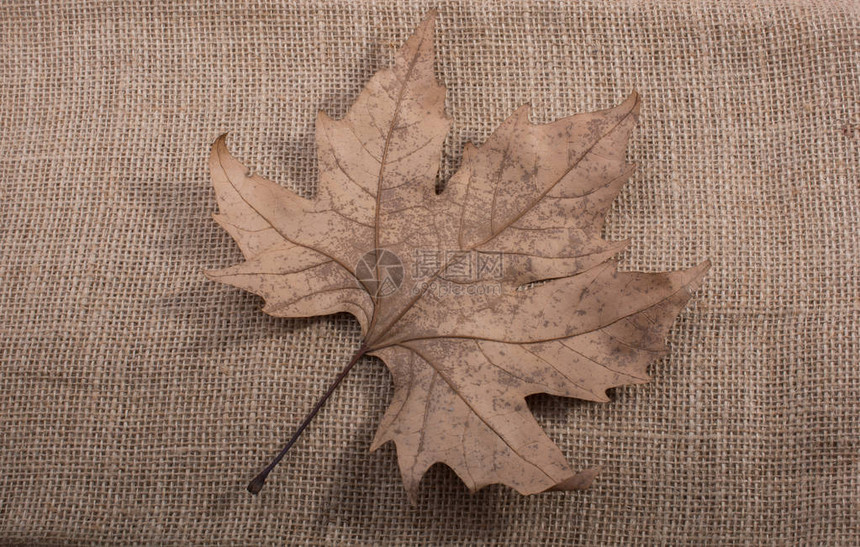 一张单独的秋叶干图片