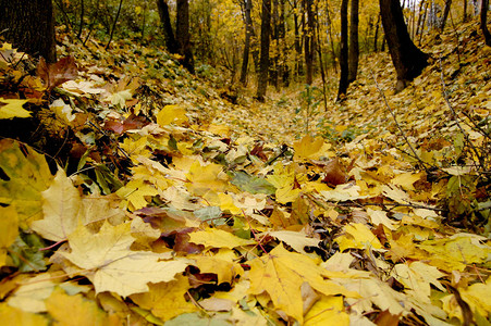 森林里地上有许多落叶公园图片