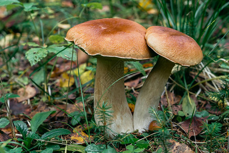 森林里的牛肝菌秋天叶子里的蘑菇特写图片