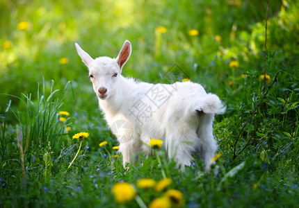 白小山羊站在绿草上阳光明媚的天图片
