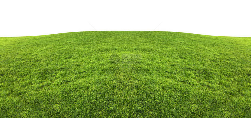 绿色草质素用于在白色背景和剪切路径图片
