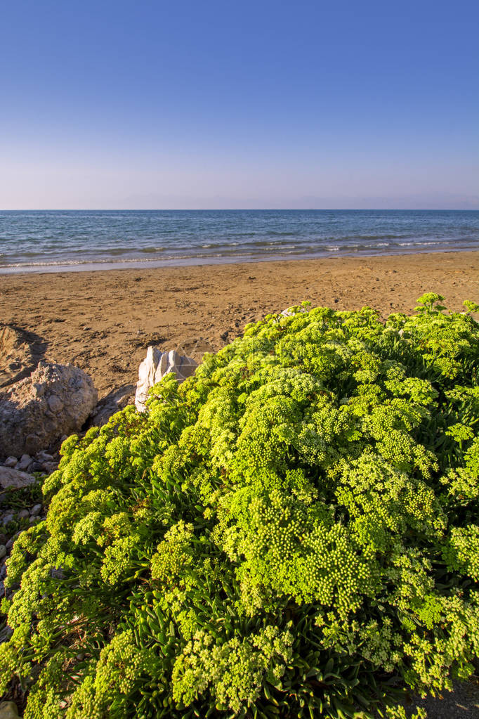 在海上的春天海岸天空大海和绿草图片