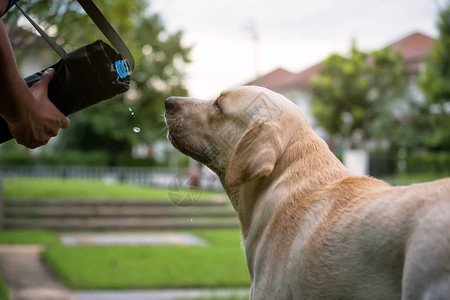 拉布多拾狗犬在日落时用塑料瓶喂养的狗饮水图片