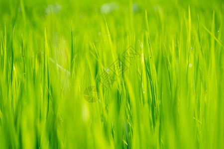 近距离拍摄在泰国北部南省绿稻种植场中间的镜头上背景图片