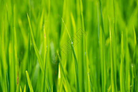 近距离拍摄在泰国北部南省绿稻种植场中间的镜头上背景图片