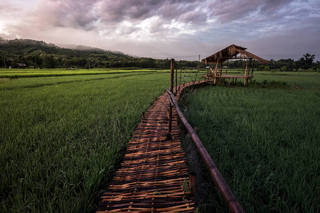 泰国北部楠府绿色稻田中间的竹子传统木桥背景图片