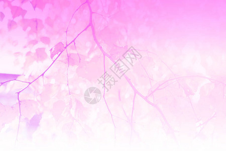 摘要在树枝上的粉红色秋叶中色调图片