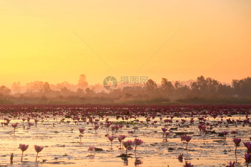 红莲是乌隆他尼最著名的景点位于泰图片