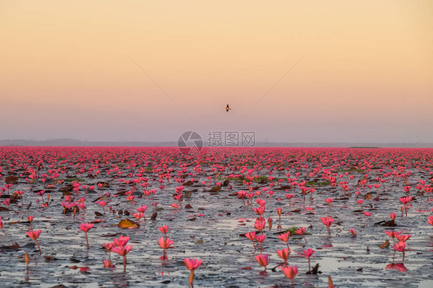 红莲花海美丽的风光图片