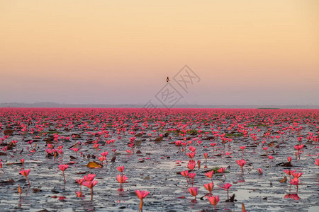 红莲花海美丽的风光图片