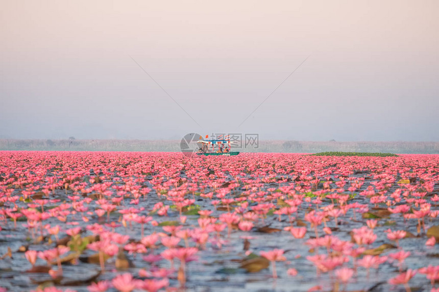 红莲花海是乌隆他尼最著名的景点位于泰图片