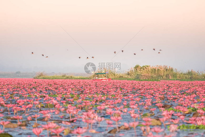 红莲花海是乌隆他尼最著名的景点位于泰图片