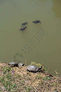 海龟在池塘里游泳图片