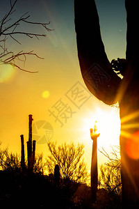 亚利桑那州沙漠中开阔的瓜罗仙人掌的太阳暴发和耀斑图片