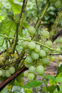 一串绿葡萄与水滴挂在葡萄园的葡萄树丛上图片
