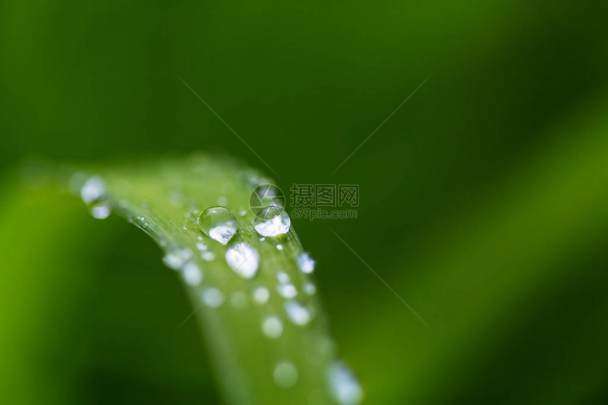 有露水的绿草关闭图片