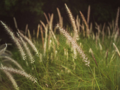 草场绿草地绿草地与清晨时的柔软图片