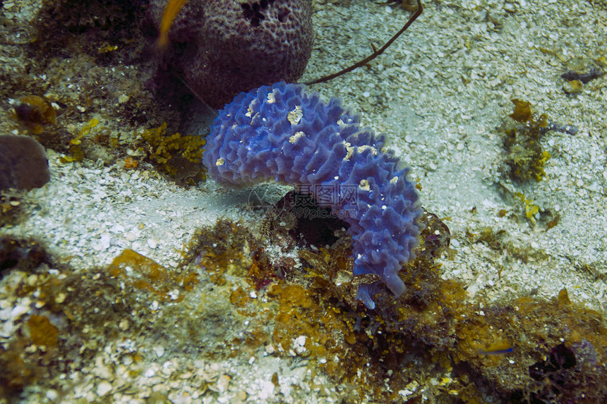 海底的单个小型alysinaarcheri图片