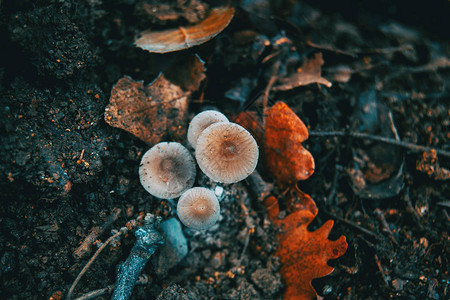 森林树干皮上的蘑菇图片