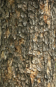 自然界中的树皮图片