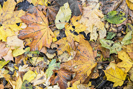 秋天背景平调干橙树叶脚下森林的落叶枯图片