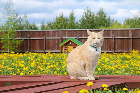 黄色花朵背景下花园里的红猫图片