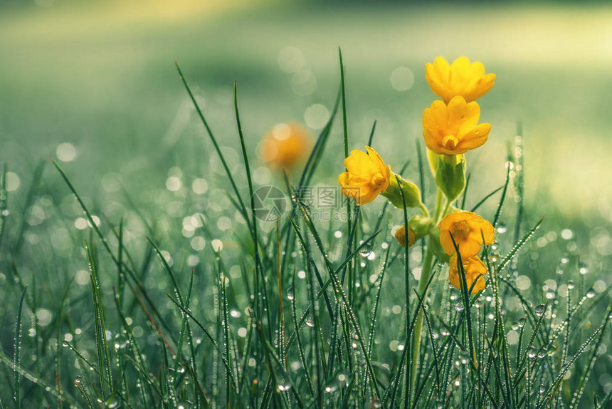 清晨露水中美丽的黄色菊花浅图片