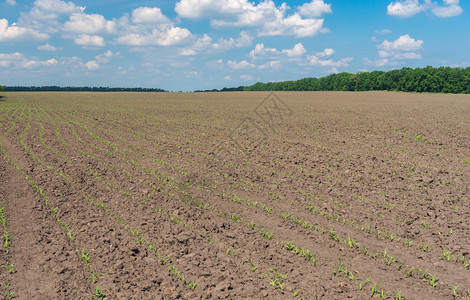乌克兰春季成排玉米芽的农田图片