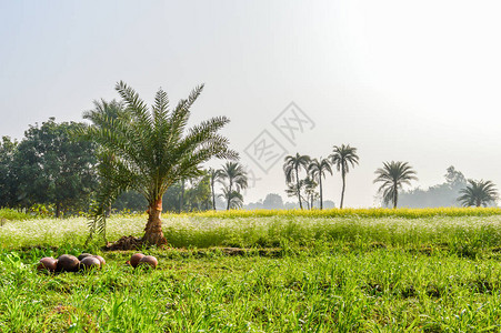 这是一张从印度加尔各答附近的农田拍摄的枣树和枣罐高清图片