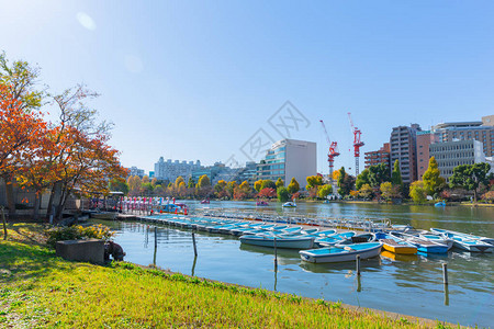 上野公园是东京市中心最受欢迎的公共休闲绿地湖背景