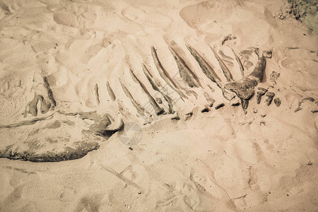 发现恐龙化石原始动图片
