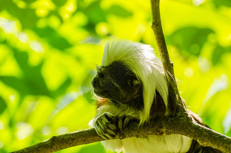 动物园树枝上的猴子图片
