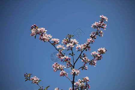 樱花枝和粉红色花朵对抗图片