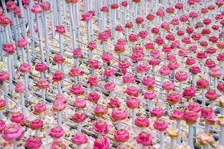 alotf粉色和白色莲花在朵活动背景或事件想法图片