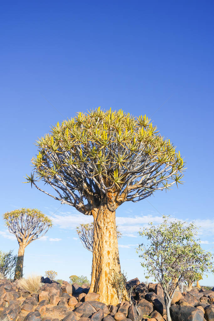 Keetmanshooop的纳米图片