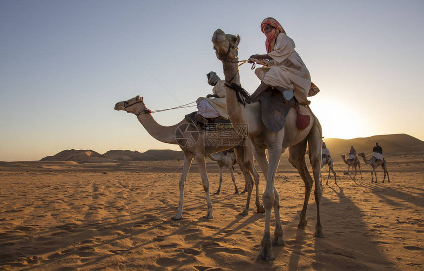 在苏丹沙漠的骆驼上图片