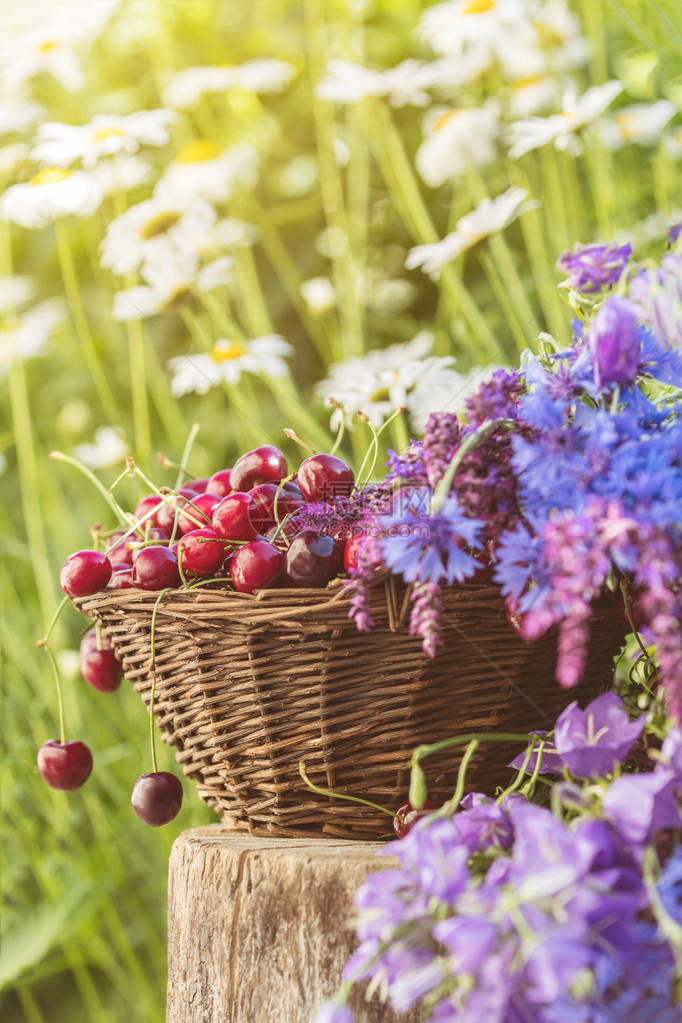 柳条篮中的新鲜红樱桃百里香矢车菊蓝色铃铛和白花绽放花束色调和处理具有柔焦的照片美丽的春天背景图片