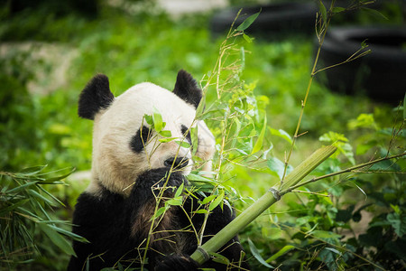 熊猫吃竹笋图片