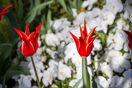 开花在春天庭院里的红色郁金香背景