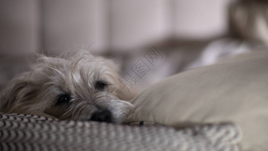 狗安静地躺在沙发上图片